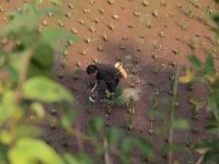 Dans une rizière, travail avec les outils traditionnels