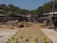 Le riz  sèche devant un village.