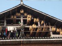 Séchage du riz, armoire à vêtements et ... antenne de télévision.