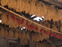 Séchage du riz et des piments dans une grange