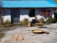 Près de Yihai (Sichuan), maïs et piment