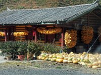 Courges et maïs devant une maison Yi ( montagnes Manmian)