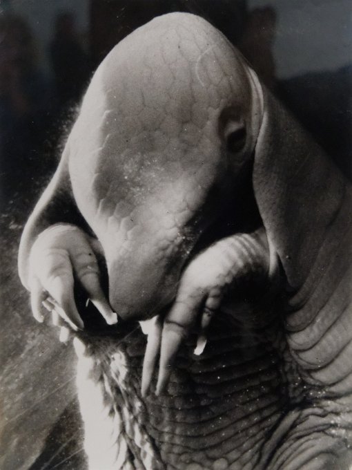 19_dora-maar_pompidou_76