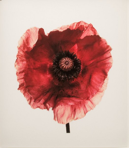 17_irving_penn_84