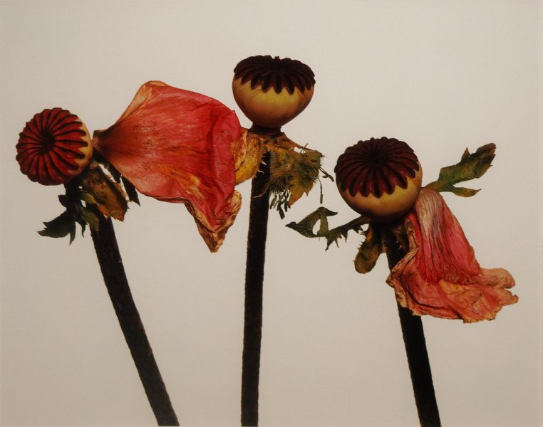 17_irving_penn_88