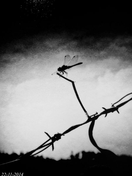 16_daido_moriyama_26