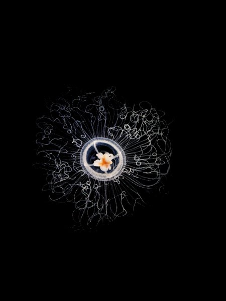 16_gd_orchestre_animaux_15