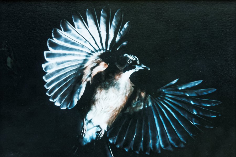 16_gd_orchestre_animaux_4
