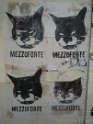 Les chats de Mezzoforte rue Saint Merri Janvier 2010