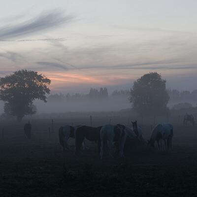 Le réveil des chevaux dans les polders
