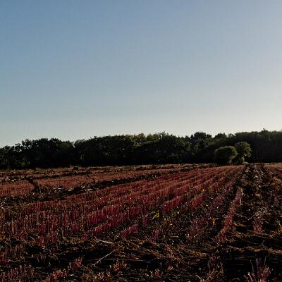 La cause de tant de galettes ! Un champ de sarrazin après la moisson.