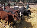 gondar-debark-50 1