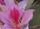 flamboyant