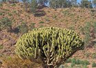 euphorbe candélabre