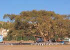 ficus (Axum)