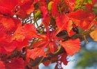 flamboyant