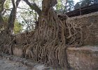 banyan