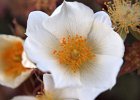 rose d&#39;Abyssinie