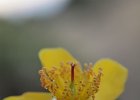 millepertuis