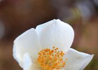rose d&#39;Abyssinie