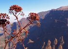 simien-36