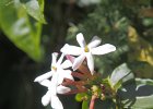 jasmin