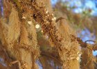 lichen