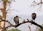 ibis hagedash