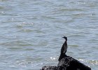 cormoran