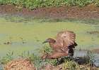 ombrettes africaines