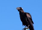 corbeau corbiveau