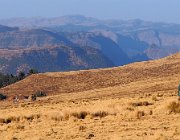 simien-217-bis