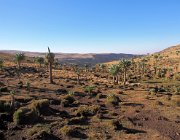 simien-221