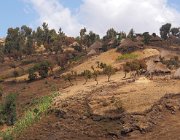 simien-67