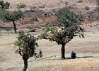séchage du foin près d'Adis-Zemen