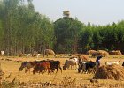 au bord du lac Tana