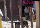 > Marché à Debark
