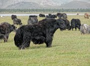 IMG_3771