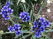 mng-fleurs-09