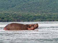 Hippopotames - (lac Amo)