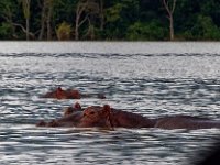 Hippopotames  - (lac Amo)