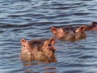 Hippopotames - (lac Awasa)