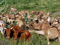 Troupeau mélangé de vaches sanga et de dromadaires - (Harari)