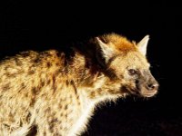 Hyène - (Harar)
