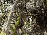 Lichens de la forêt primaire du Balé