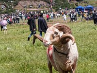 Un élégant candidat au combat de bêliers.