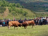Le combat de taureaux tient de la rencontre de premières lignes au rugby.