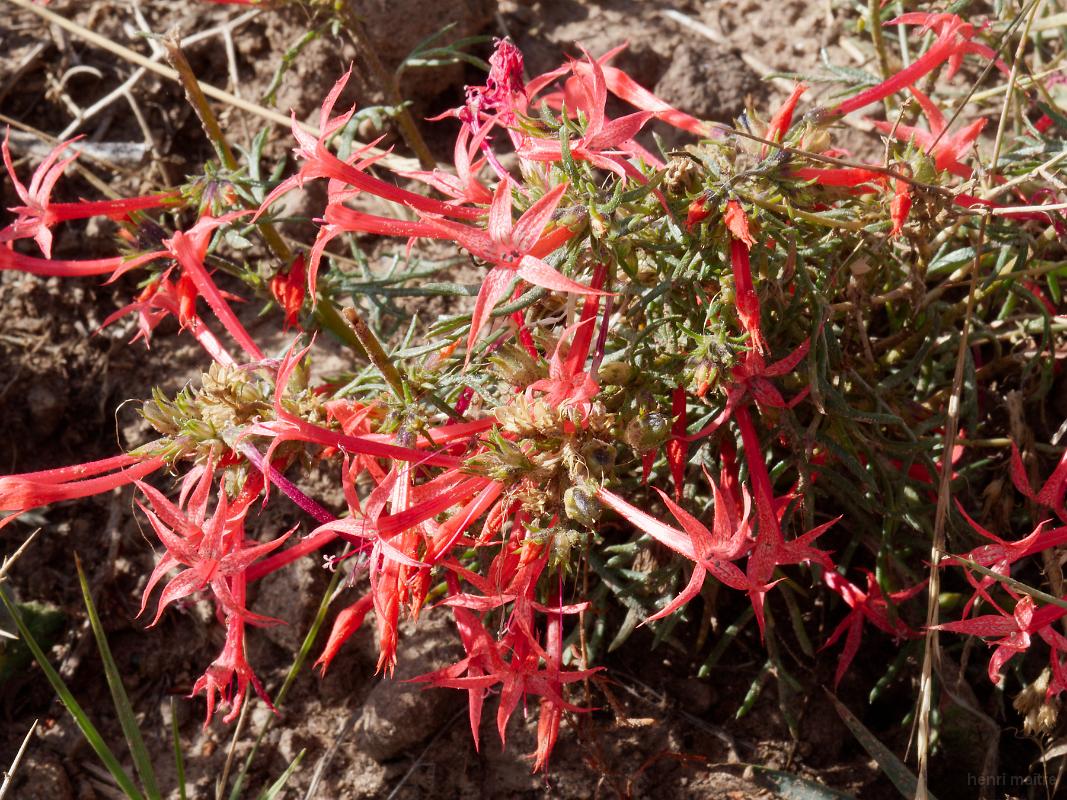 22_usa_1066_capitol-reef