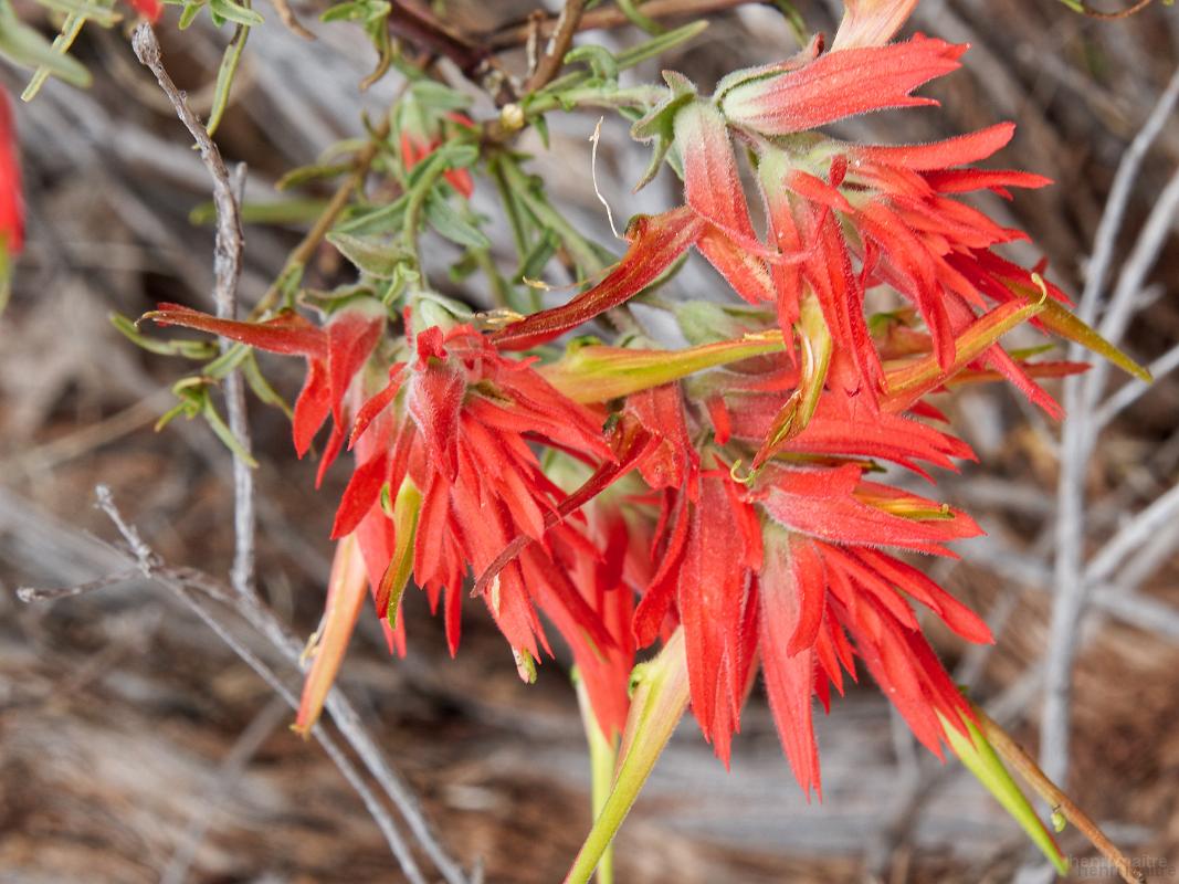 22_usa_1435_kolob-canyons-zion