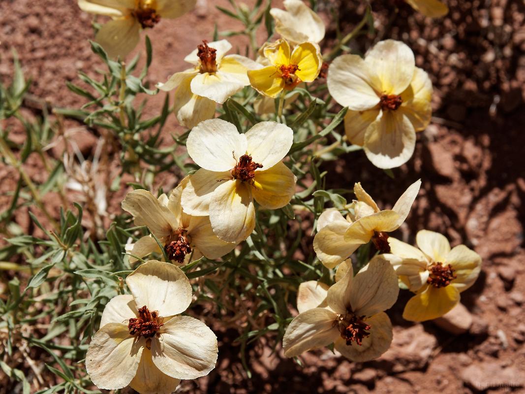 22_usa_46_wupatki-pueblo